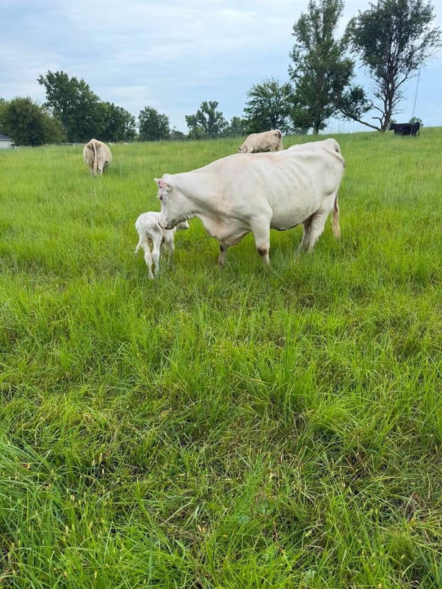 A white cow tending a newborn calf in a green pasture
