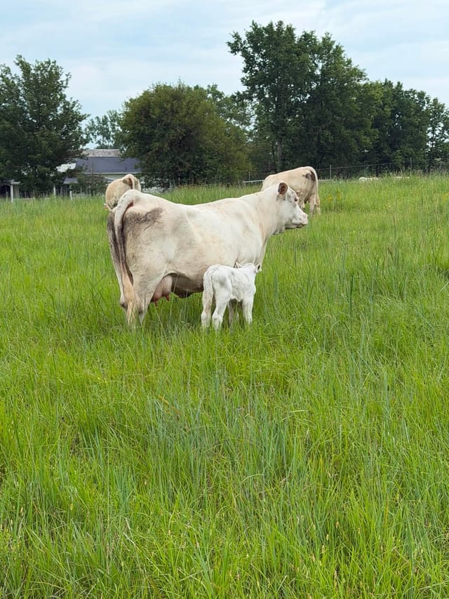 A newborn white calf nursing a white cow in pasture