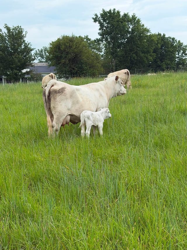 A white cow and calf viewed across tall pasture grass