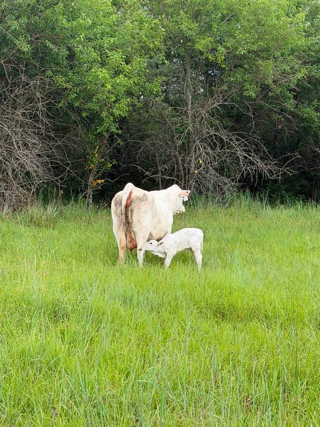 A white newborn calf nursing beside a white cow at the edge of a pasture
