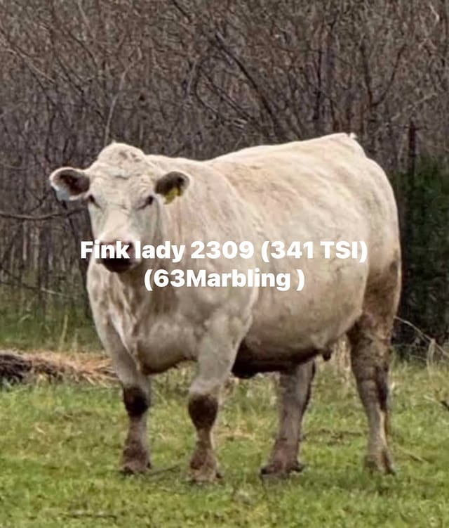Fink Lady 2309 in a pasture, from Tom Greco’s dated donor post