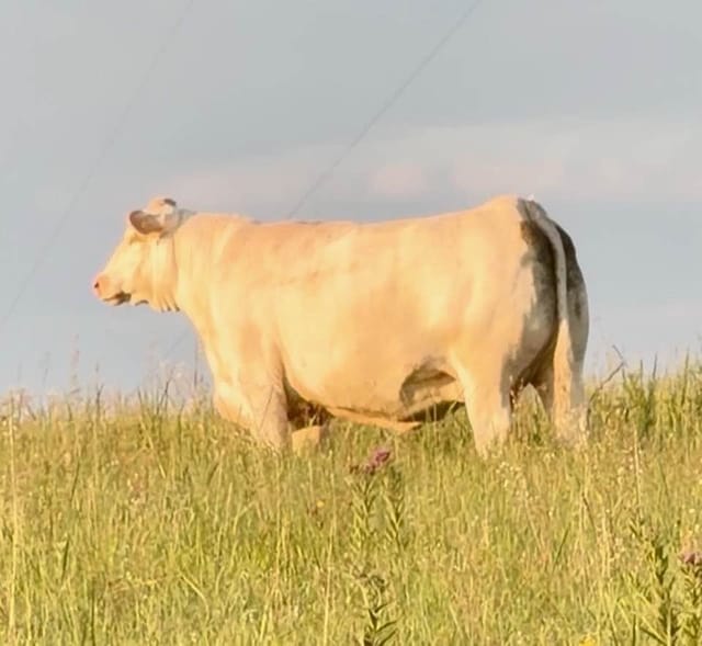 A white cow standing on a grassy rise in warm pasture light