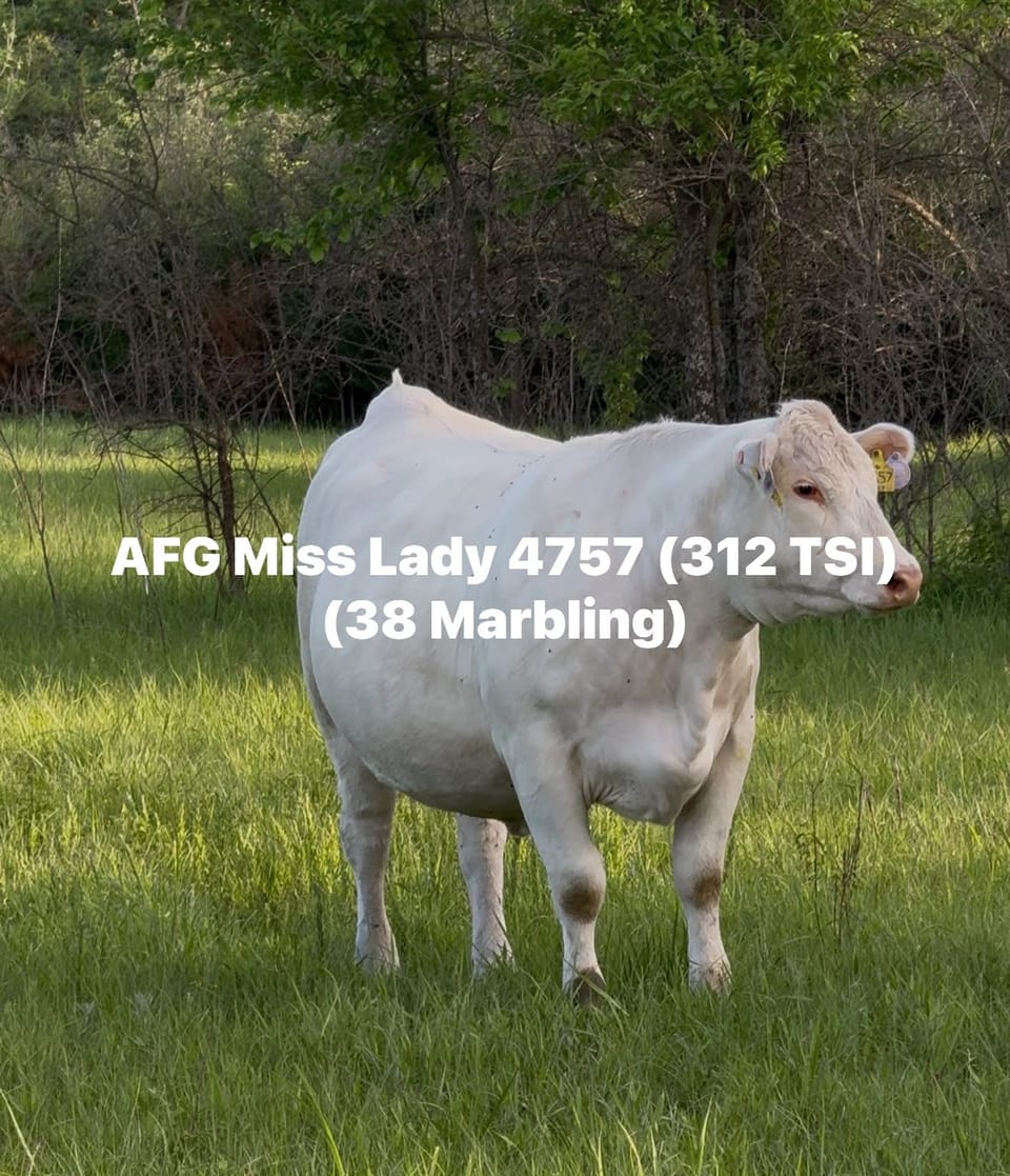 AFG Miss Lady 4757 standing in a pasture in Tom Greco’s public photograph
