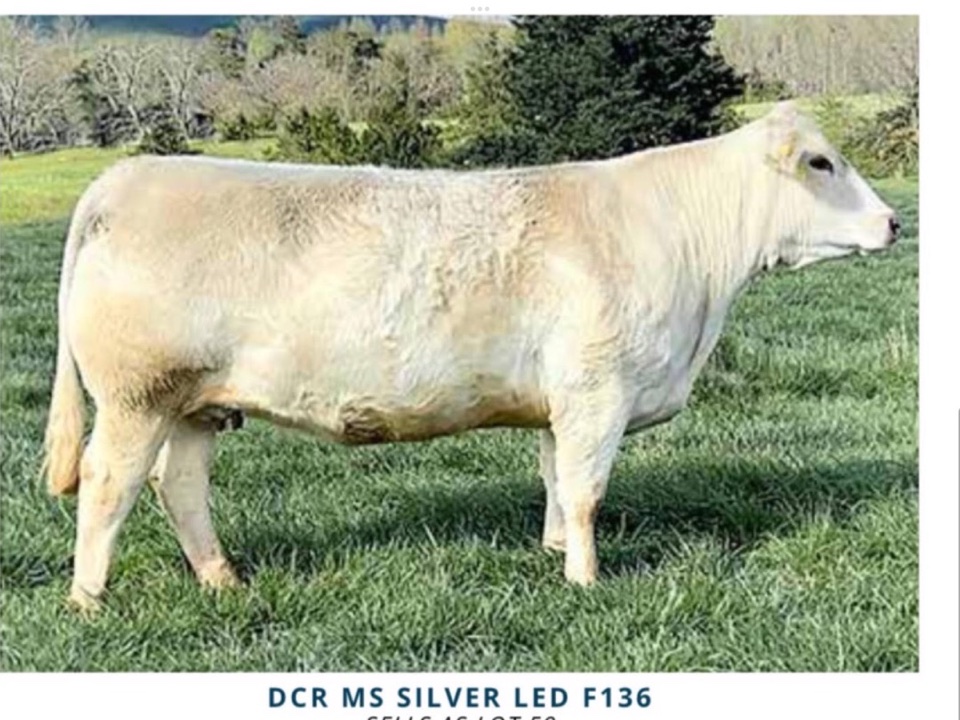 DCR Ms Silver Led F136 standing broadside in a photograph supplied by Tom Greco