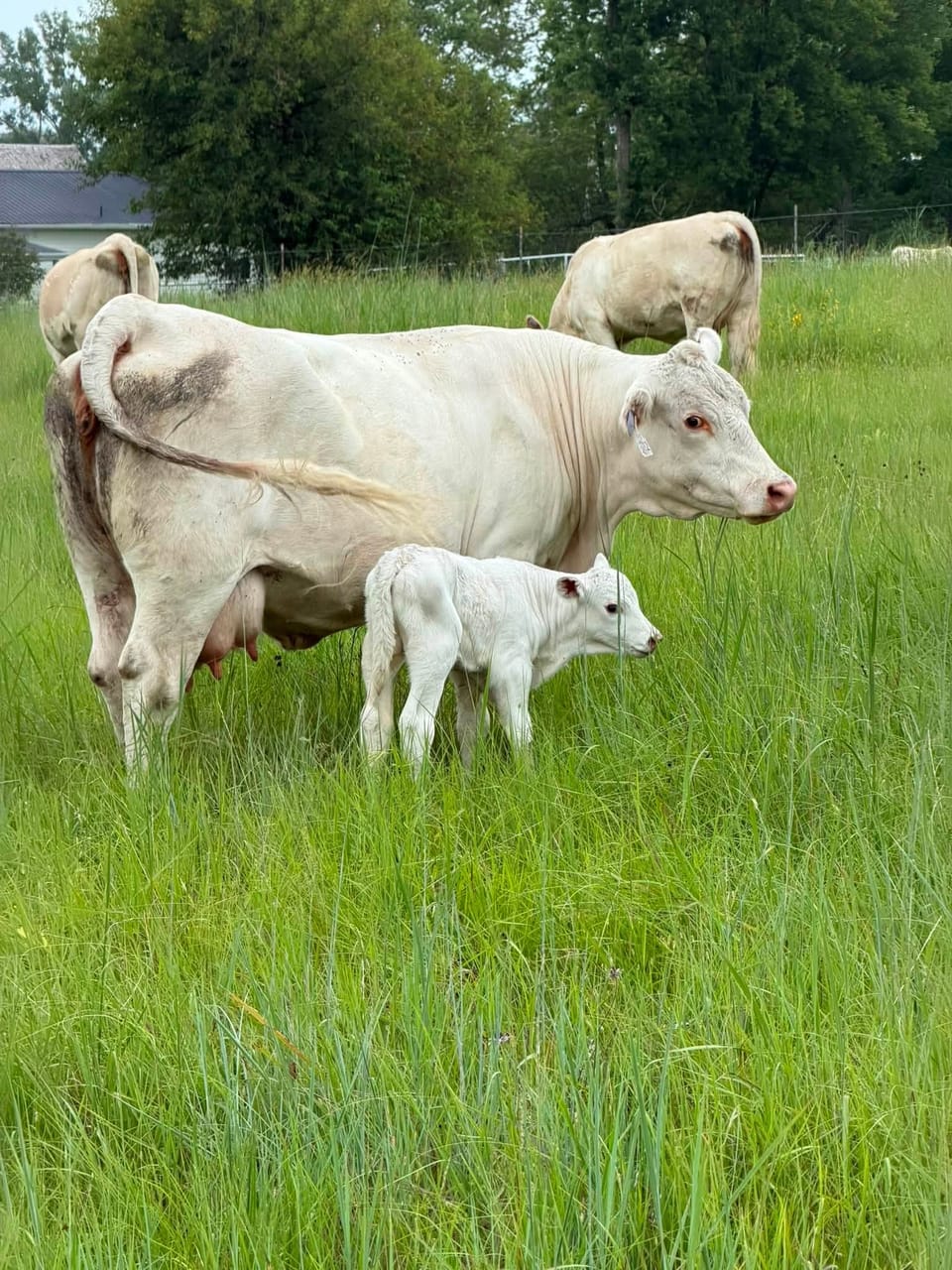 A white cow and newborn calf standing together in tall green pasture