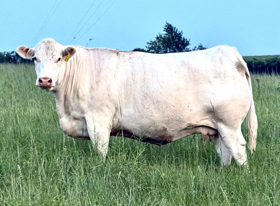 Fink Miss 243 standing broadside in a green pasture