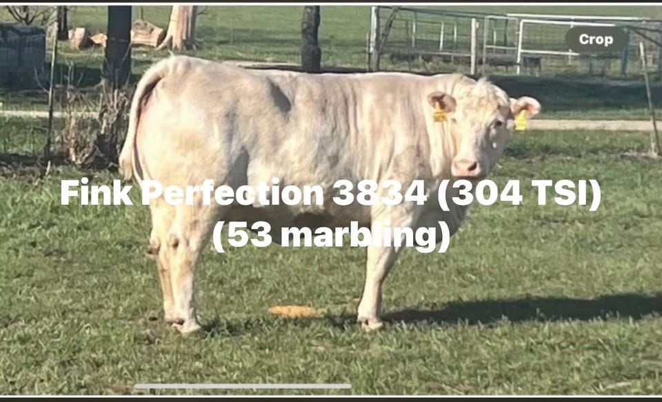 Fink Perfection 3834, the dam in the repeated mating documented in this section, in Tom Greco’s labeled public photograph